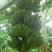 粉蕉八成熟