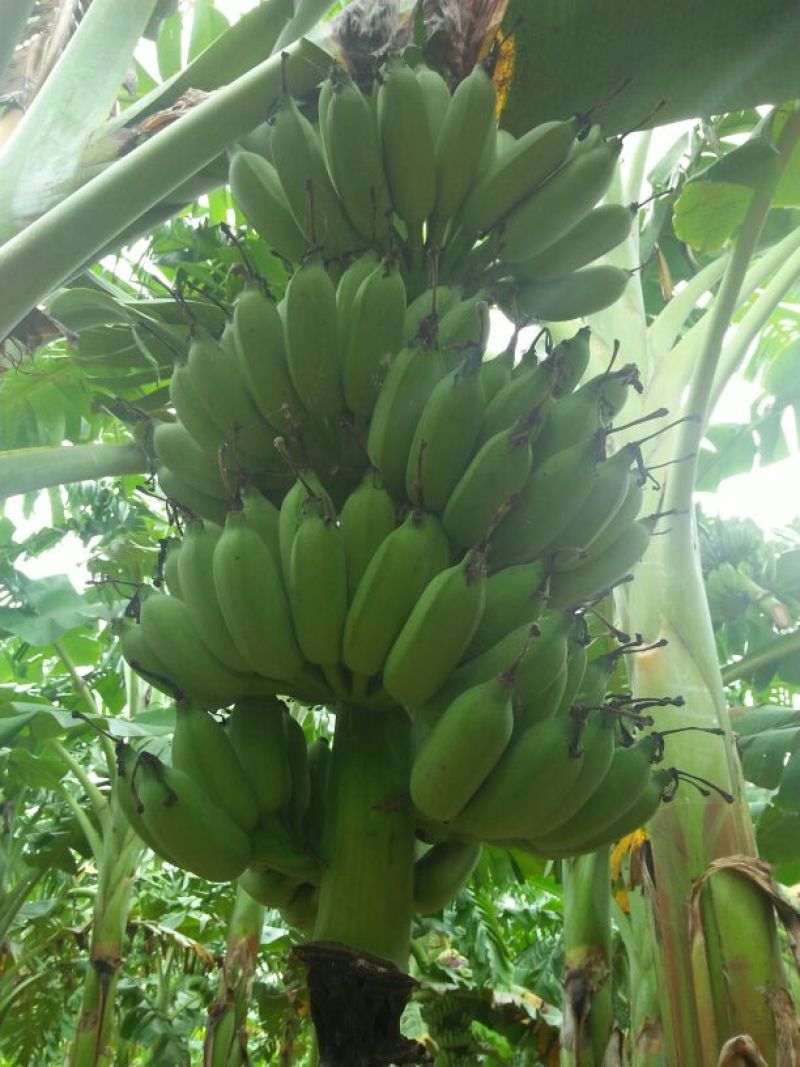 粉蕉八成熟