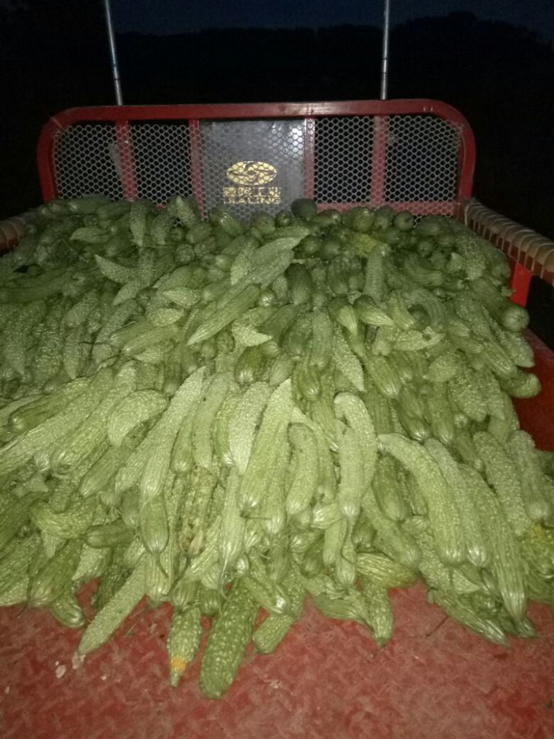 白萝卜2~2.5斤起