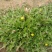 野菊花颗粒