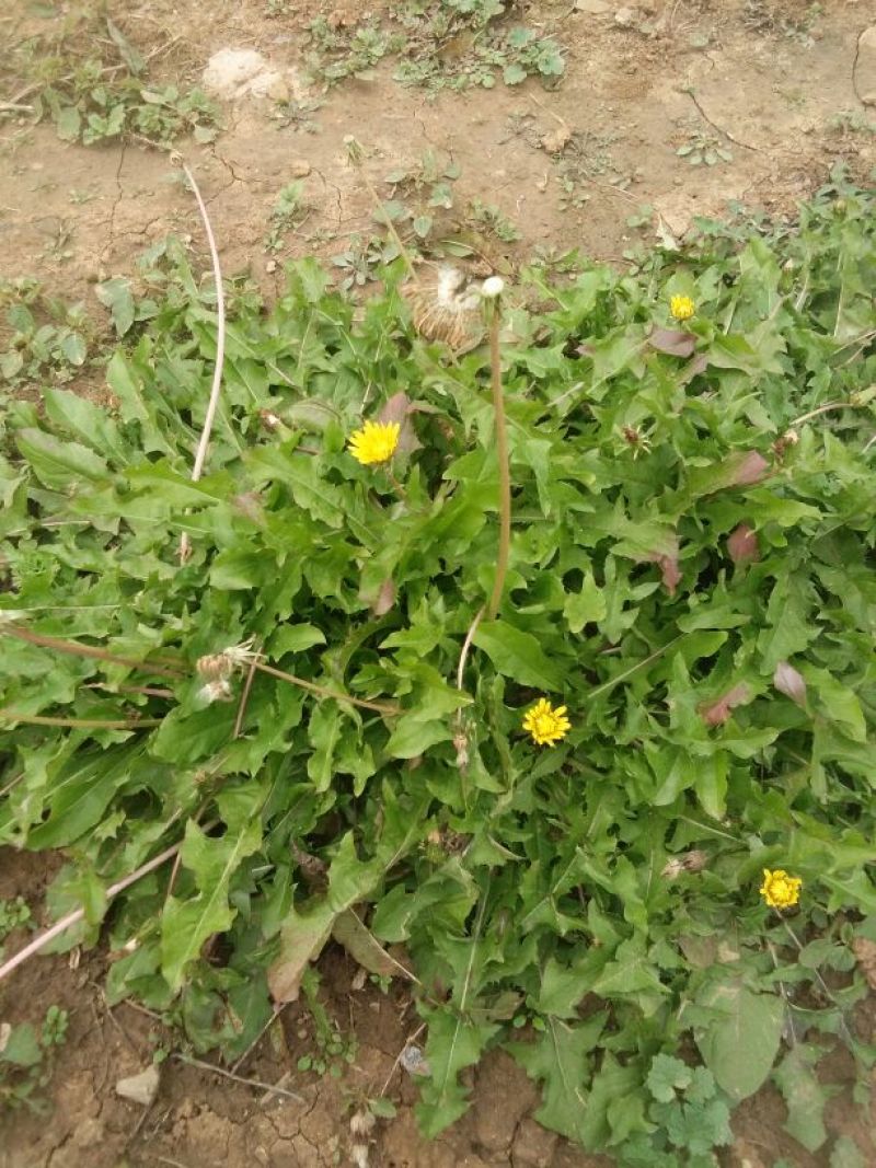 野菊花颗粒