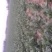 大叶菠菜30~35厘米