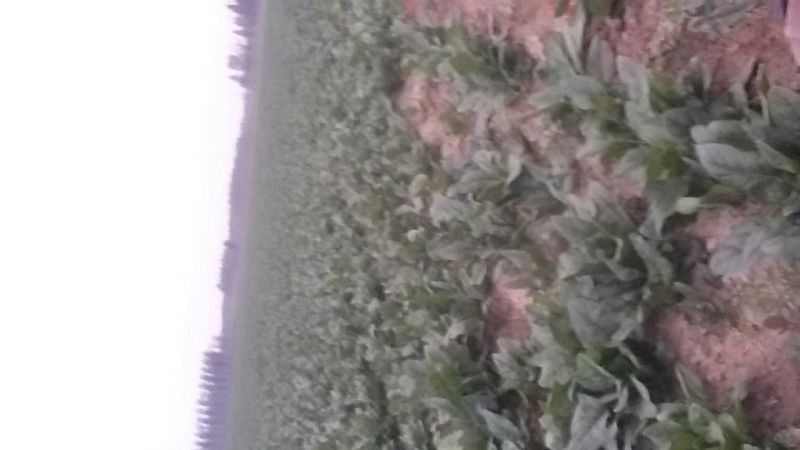 大叶菠菜30~35厘米