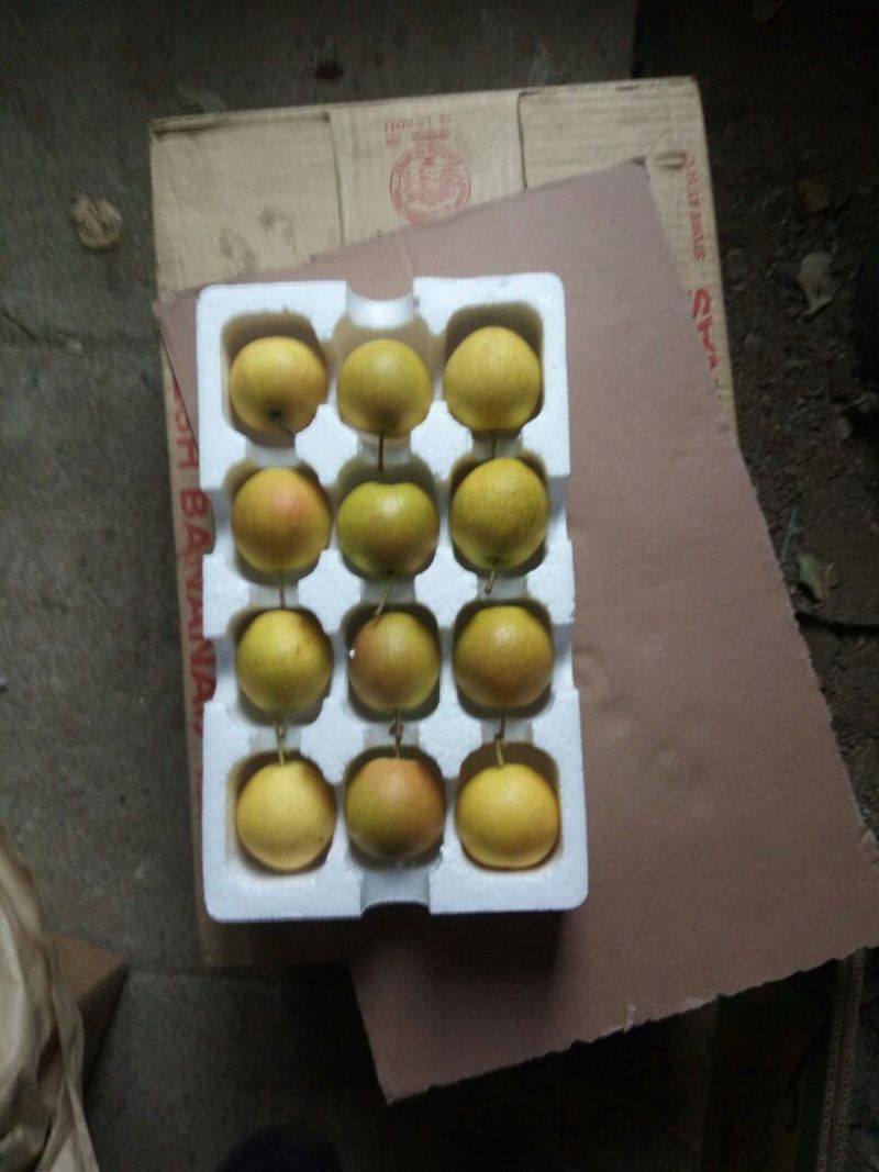 南果梨光果100~150g