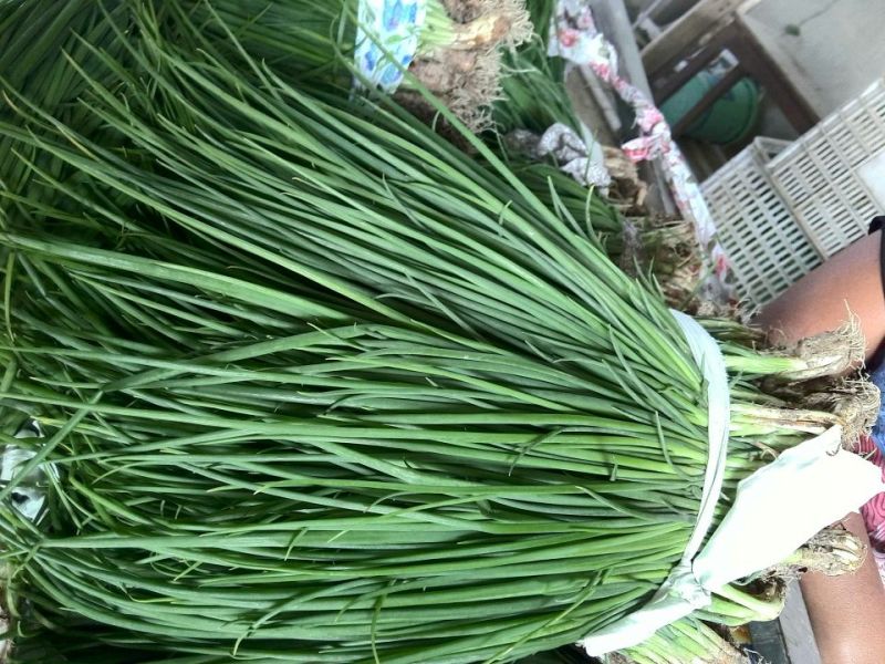 香葱小葱20——40cm