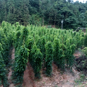 华州山药5~6厘米35~40厘米一级