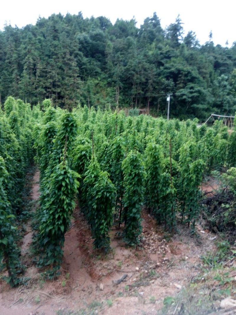 华州山药5~6厘米35~40厘米一级
