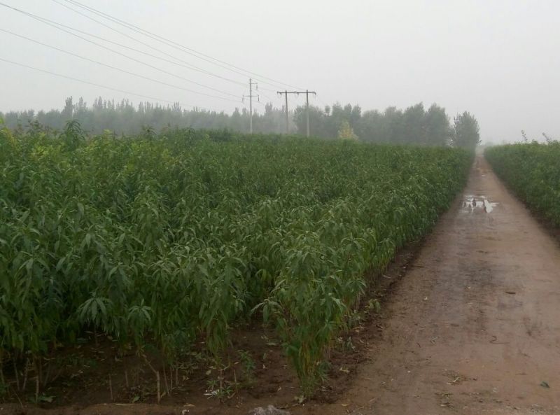 桃树苗50~60cm