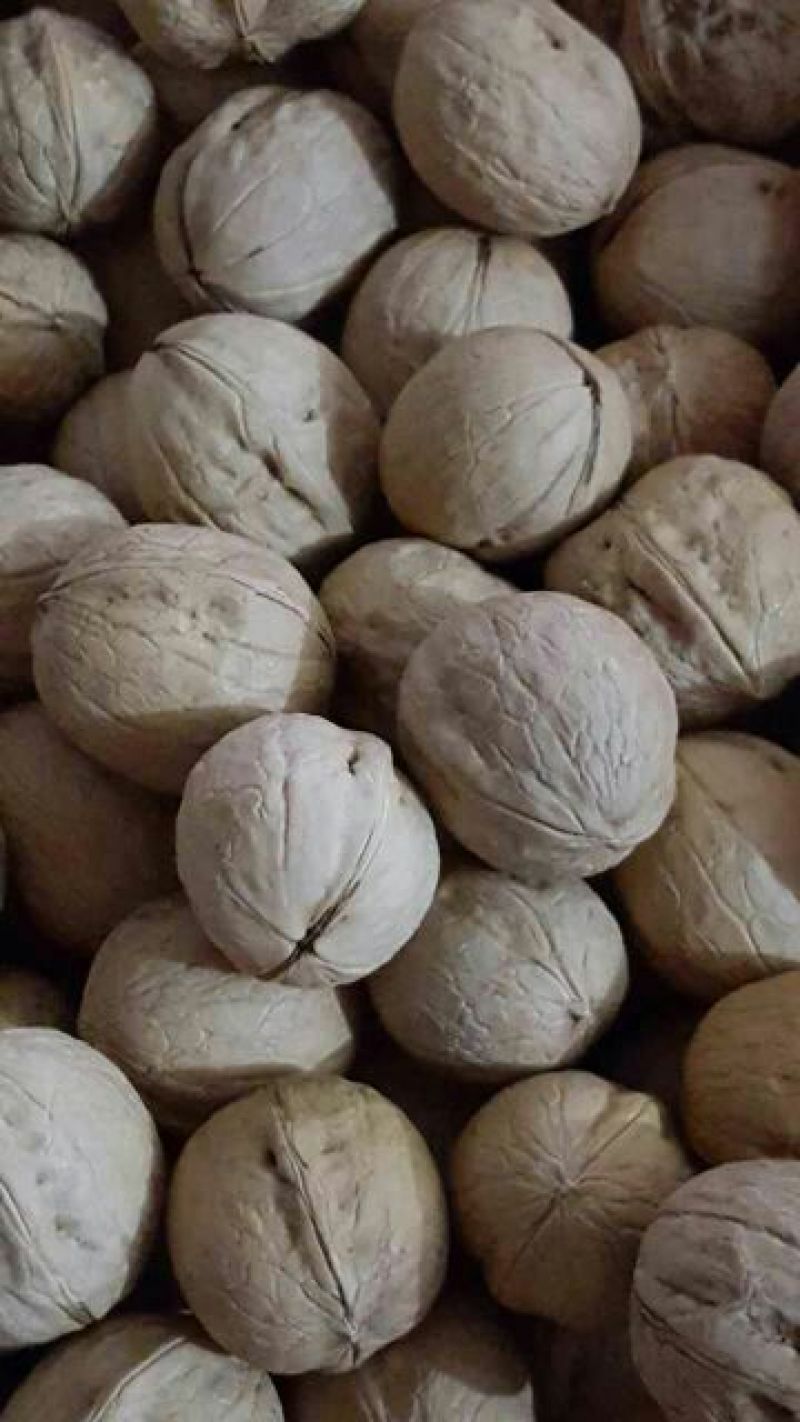 薄皮核桃去皮干
