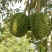 猫山王3~5斤