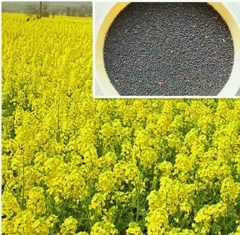 非转基因菜籽油一级