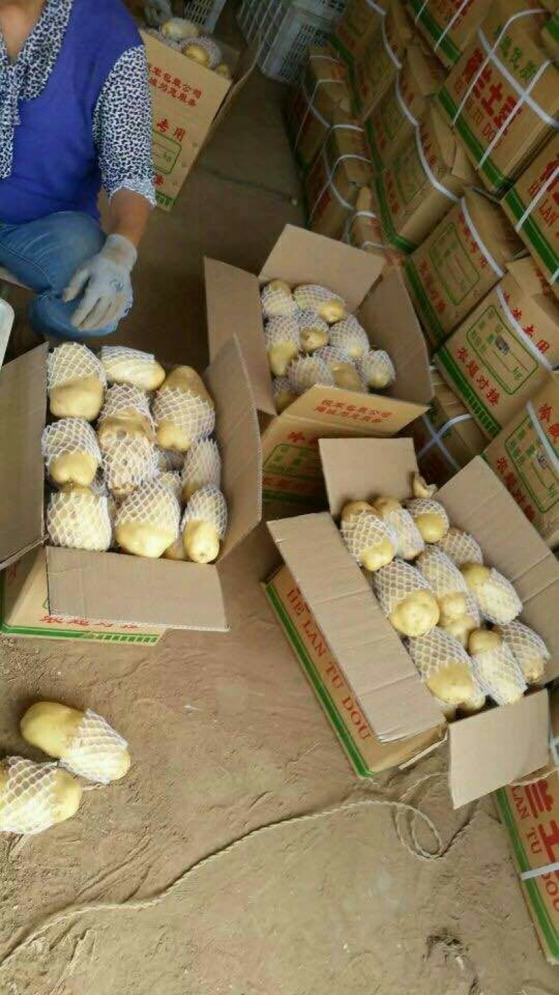 荷兰十五土豆2两以上装箱套网