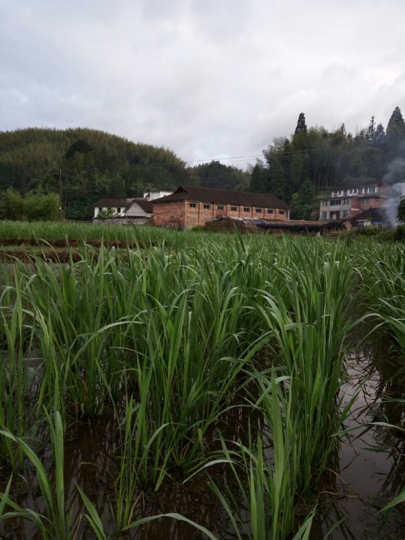 美人茭带壳