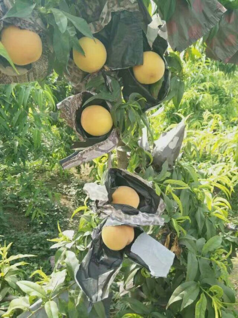 桃树苗80cm以上