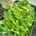 油菜苔10~15厘米
