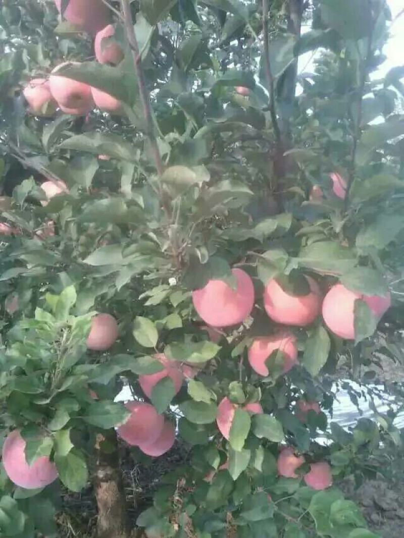 苹果75mm以上膜袋