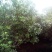 杨梅1.5~2cm