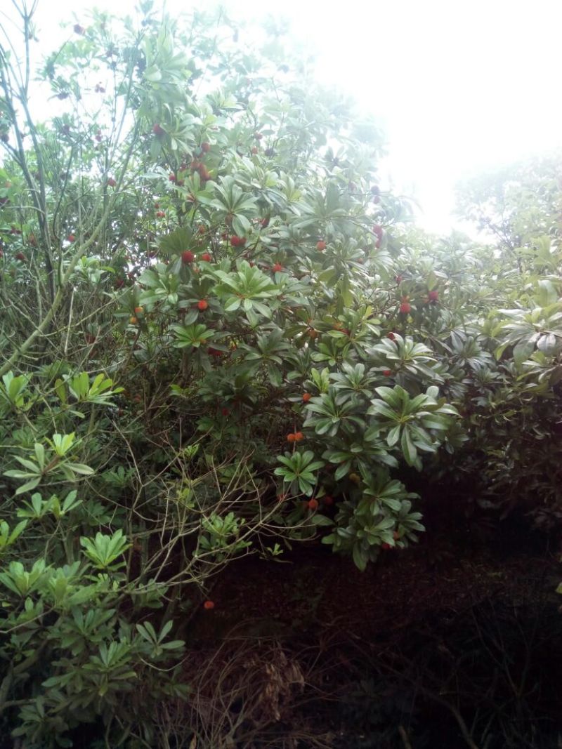 杨梅1.5~2cm