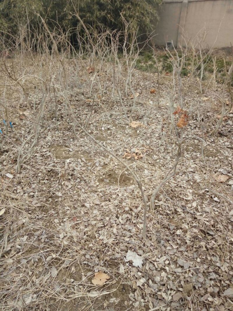 紫藤1~2cm1~1.5米，山东泰安紫藤基地，2-3