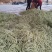 九粒白芸豆20cm以上