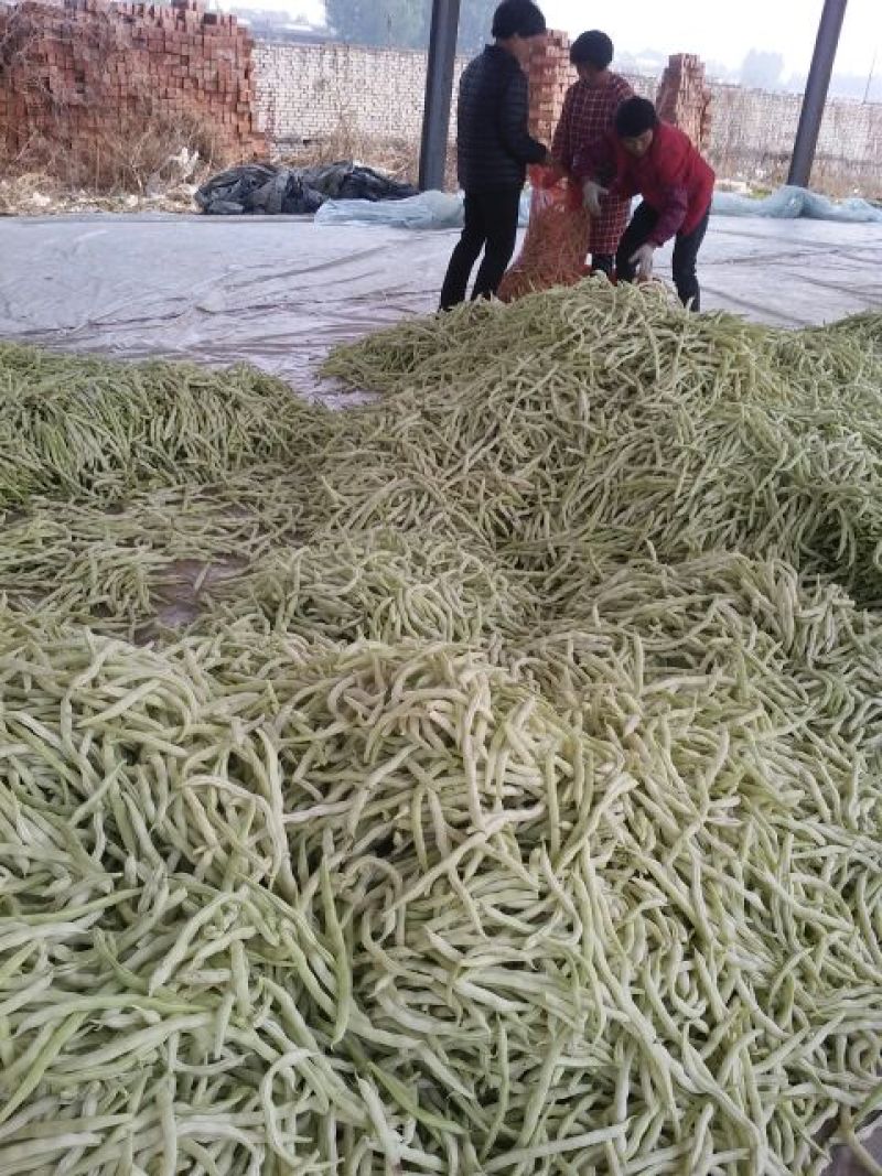 九粒白芸豆20cm以上
