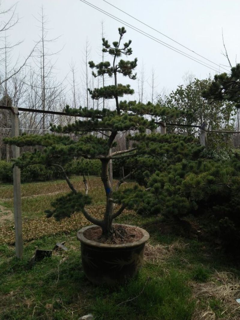 造型松迎客松5一18公分包指导包成活包技术