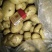 荷兰十五土豆希森土豆坤元6山东黄皮黄心土豆内蒙土豆产地