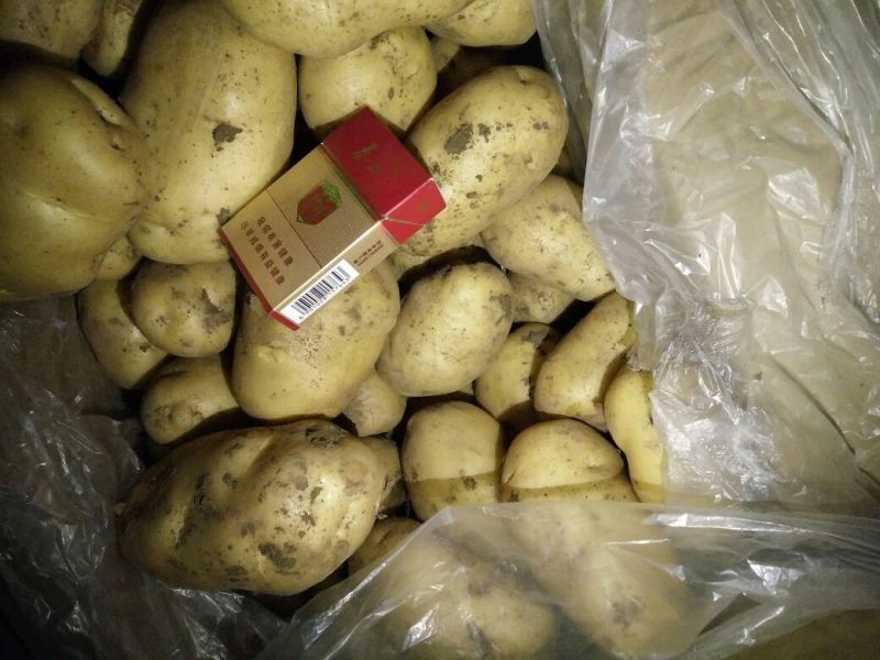 荷兰十五土豆希森土豆坤元6山东黄皮黄心土豆内蒙土豆产地