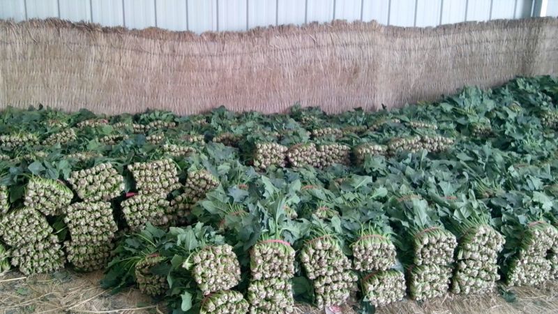 菠菜25~30厘米