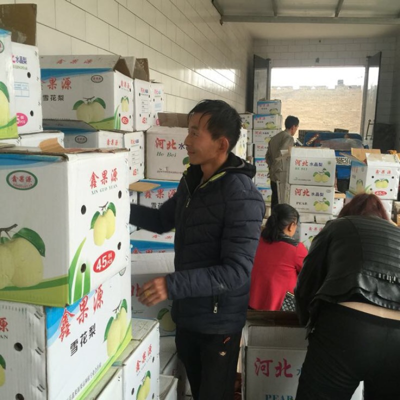 雪花梨纸袋300~350g山西雪花梨基地大量上市口感