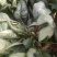 大叶菠菜25~30厘米