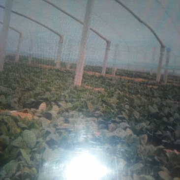 黑叶菠菜15~20厘米