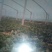 黑叶菠菜15~20厘米