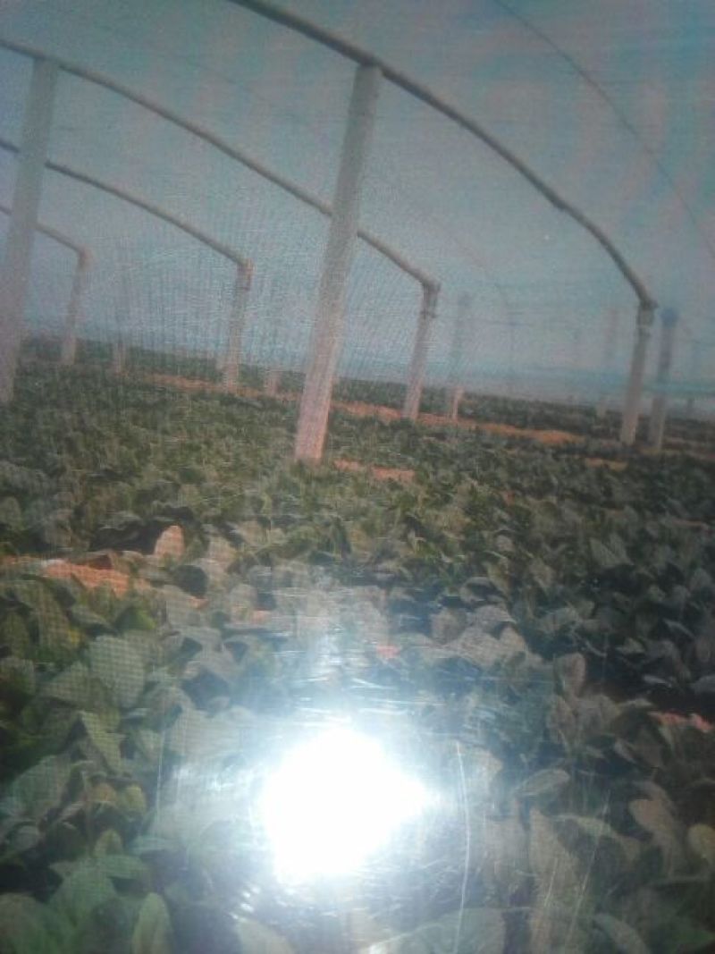 黑叶菠菜15~20厘米