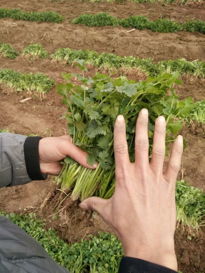 小叶香菜25~30厘米以上