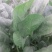 菠菜20~25厘米