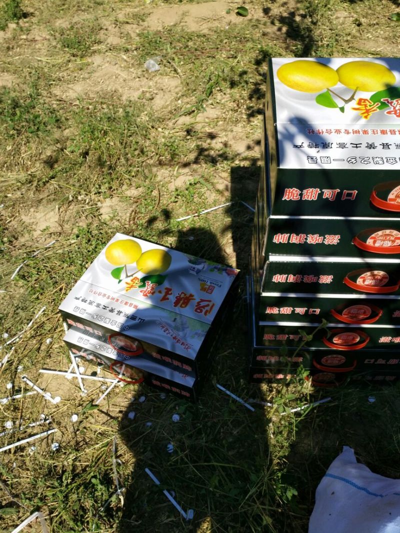 玉露香300~350g膜袋