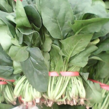 名门菠菜