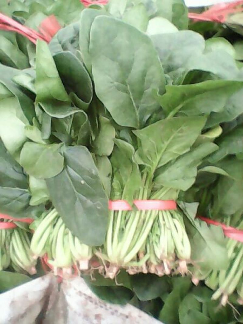 名门菠菜
