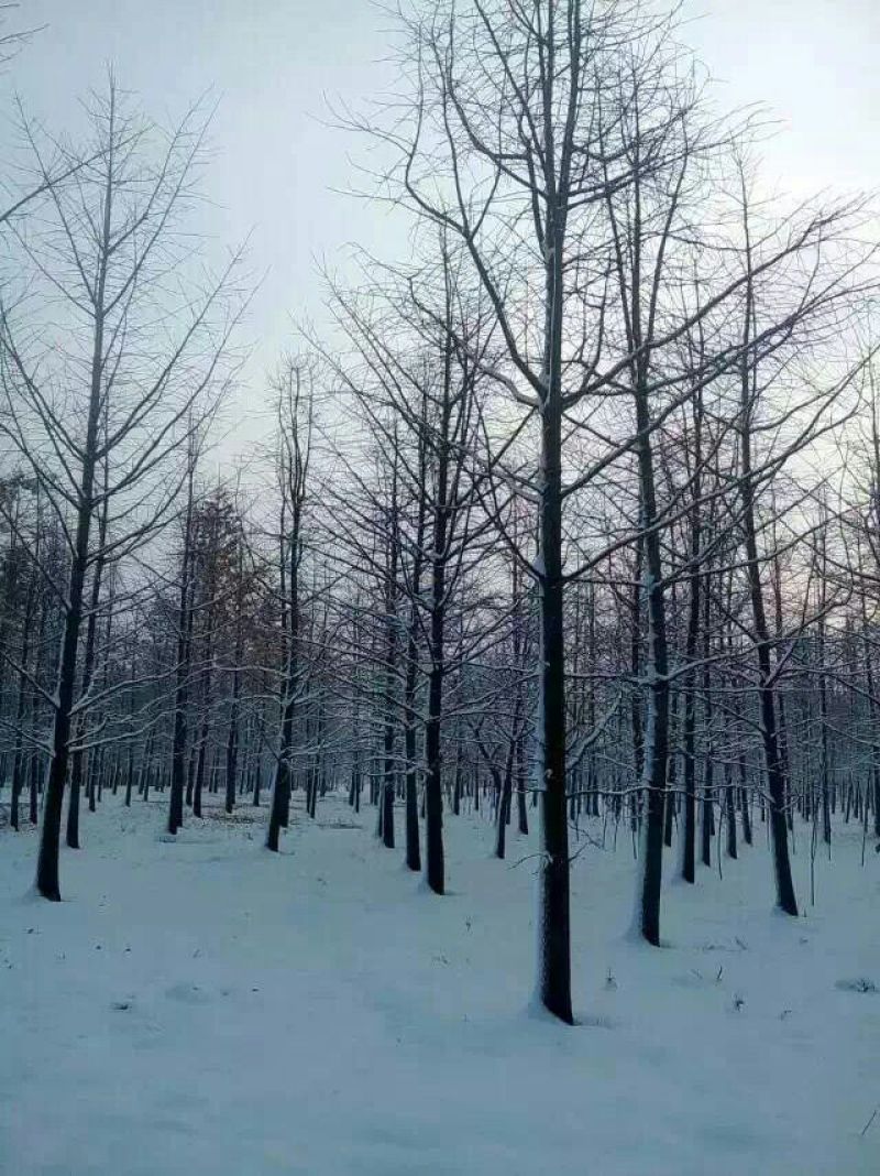 银杏树12公分，基地直供，一手货源无中介。现场打号挖树