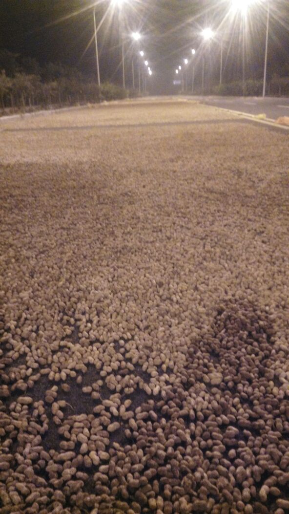 河南平顶山市叶县花生 干货 带壳批发_马昭阳