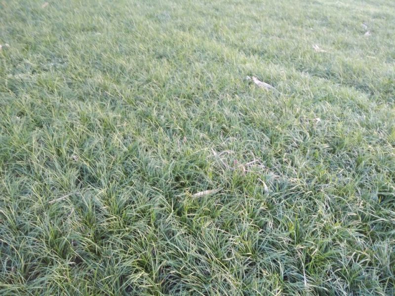 小叶麦冬苗四川绵阳产地直发绿化草坪质量保证