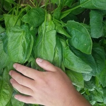 大叶菠菜25~30厘米