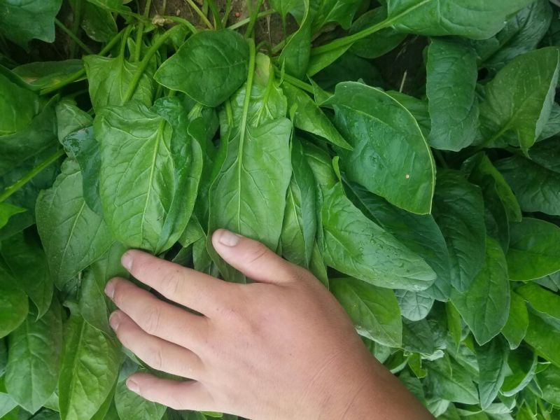 大叶菠菜25~30厘米