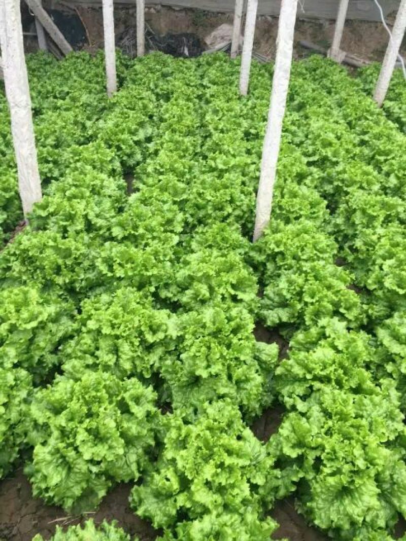 散叶生菜