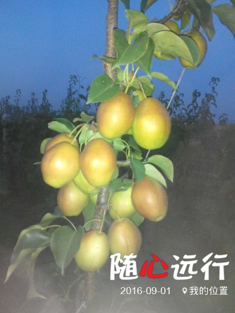秋月400~450g