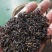 石阡苔茶特级