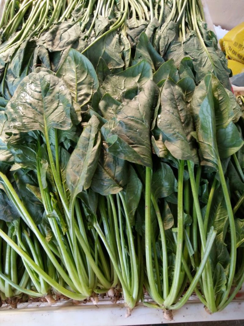 秋菠菜20~25厘米