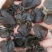 木耳特级