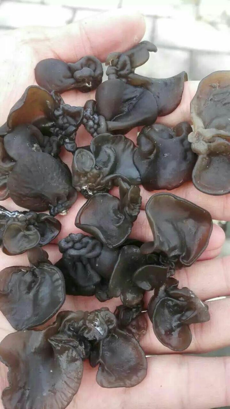 木耳特级